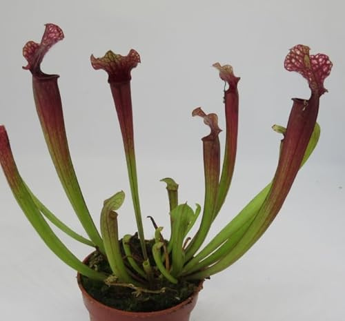 florari Sarracenia judith/Schlauchpflanze, Trompetenpflanze, Fleischfressende Pflanze