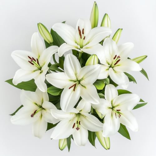 GlobalRose 10 White Asiatic Lilies – Responsibly Sourced Lily Flowers – Hand-Picked Flowers Fresh Bouquet for Graduation, Anniversary, Birthday & Special Occasions
