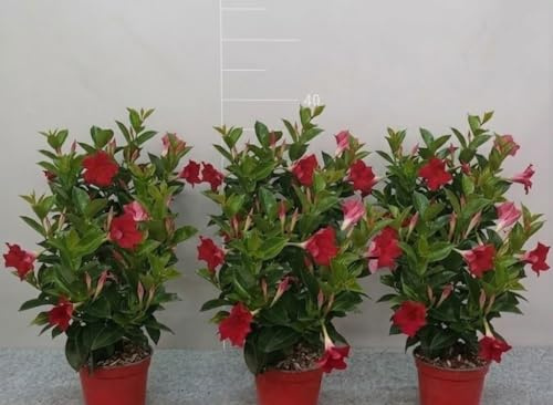 MODIPITRE Dipladenia Pianta Viva in Vaso da 14 cm, 6 Pezzi
