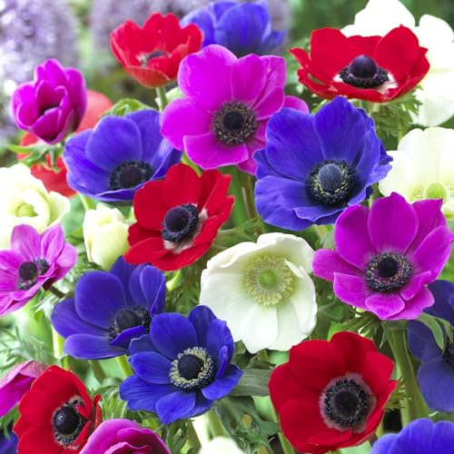 15 X Anemone Coronaria De Caen Mix - Anemone Semplice Misti - Bulbi Di Alta Qualità (15)