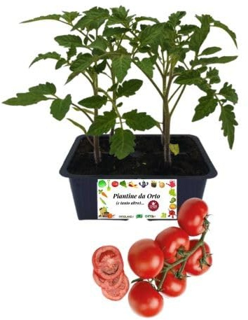 P. Piantine da Orto | Pomodoro Grappolo, Kit 4 Piantine, Pianta Pronta per il Trapianto, Pianta Vera da Orto, da Balcone e da Esterno, Vivaio Italiano