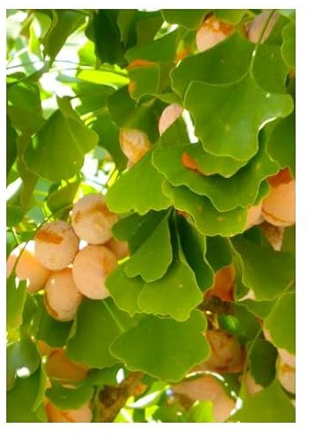 TROPICA - Ginkgo/albero a ventaglio (Ginkgo biloba) – 4 semi