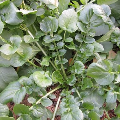 Cress, Upland (Barbarea Verna) Herb Seeds, Fast Grower, Bold, Peppery Taste, Cold Hardy, Eco-Friendly Crop, High Yields, Seeds by MySeeds.Co, You Choose The Amount (1 LB)