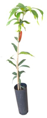 Mango Injertado Árbol Frutal Natural de 150cm de Altura y Producción Rápida