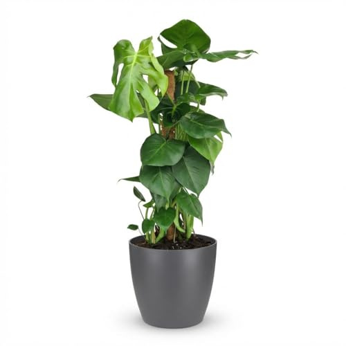 Monstera Deliciosa am Moosstab 90cm – Fensterblatt Zimmerpflanze im Übertopf Grau Ø19cm – große grüne Schlitzblätter – pflegeleicht für Wohnung & Büro, ideal bei Halbschatten