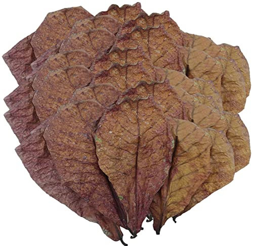 Betta Fish Leaves - Catappa Mandelblätter, Fisch Mandelblätter, Mandel Catappa Blätter, Balance Wasseraufbereiter | pH Down Aquarium Ketapang, getrocknete Mandelblätter für die Zucht von