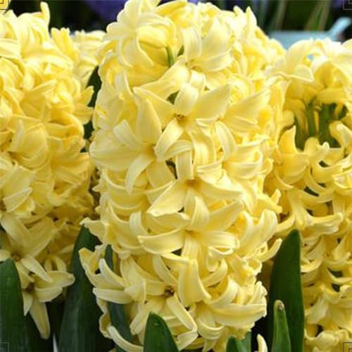 Hyacinth Bulbs for Planting Now UK/Mix Golden Jade Carving Feels Perfect/UK Now Simple Planting Perennial/Strong Plants That Grow Well