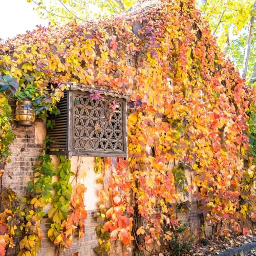 wilder wein - schnellwachsende kletterpflanzen parthenocissus tricuspidata - grünpflanzen rankpflanzen winterhart nachhaltige produkte balkon deko kräuterpflanzen exotische 300samen