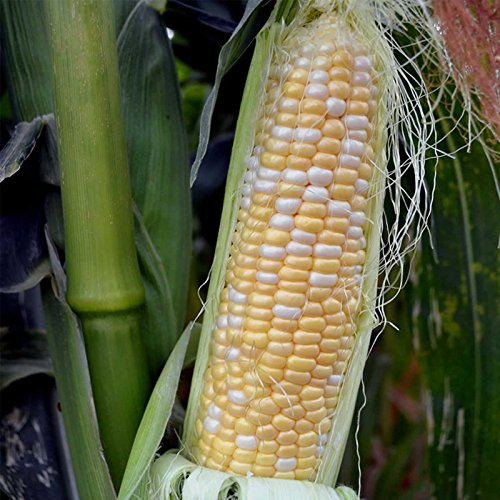 Serendipity Hybrid Triplesweet Corn Garden Seed (Treated) - 1 Lb ~2,080 Seeds - Non-GMO Vegetable Gardening Seeds - Bicolor Triple Sweet Corn