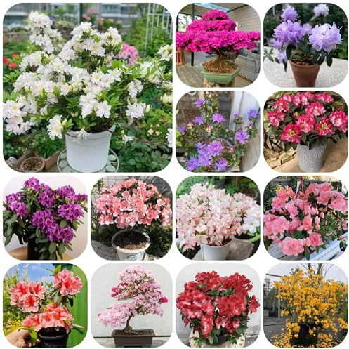 azalea, rododendro - giardino resistenti verdi esotiche biologiche autunnali per zone soleggiate decorazioni giardino per esterni insoliti 160semi