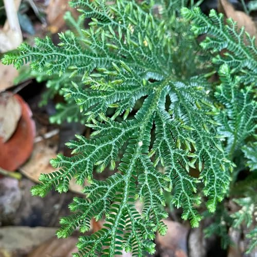 1bulbi di rosa di Jericho rare, rosa di Gerico, selaginella tamariscina, trice di primaverili resistenti