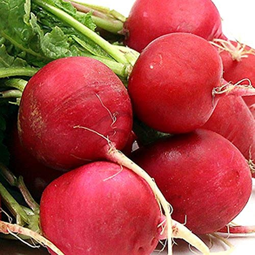 600 German Giant Radish Seeds for Planting 7 Grams Heirloom Non GMO Garden Vegetable Bulk Survival