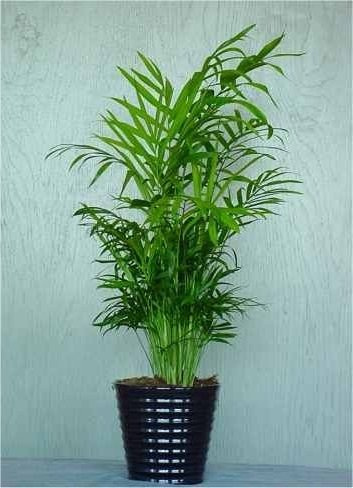 20 Samen von Chamaedorea Elegans -Bambus Palme Palmae/Arecaceae