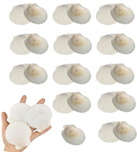 TENGWA Conchas de Mar Decoracion 25 Piezas Conchas Naturales 7-8 cm Ideal para Repostería Relleno de Jarrones Manualidades Fiestas en Playa Decoración de Bodas y Acuarios