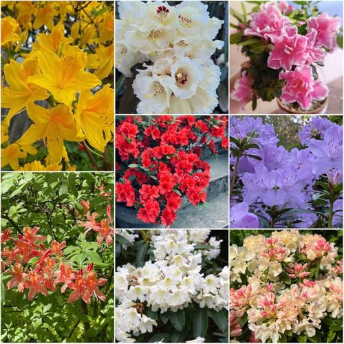 semillas de rododendro en de jardín semillas rododendro jardín balcón 40pcs