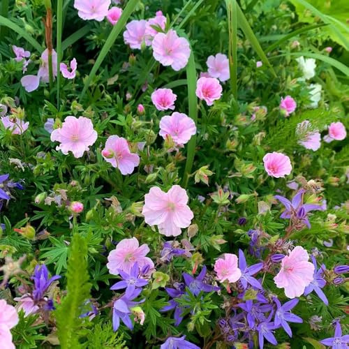 semi di geranio resistenti - giardino balcone rare 400pcs