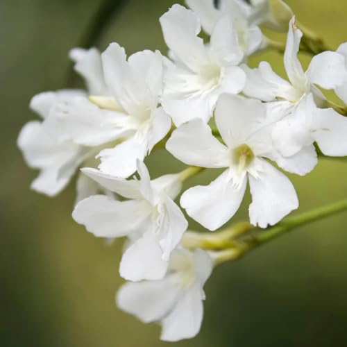 semi di oleandro, selvatici per luoghi soleggiati vecchie varietà resistenti all'esterno decorazione da giardino per esterni 5pcs