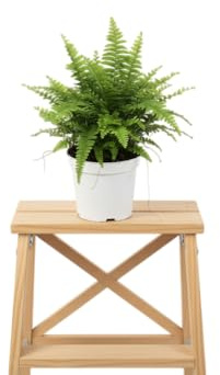 Helecho Natural DECOALIVE Ideal para Decoración de Hogares Modernos y Naturales