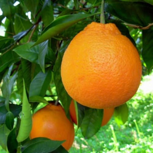 Planta Naranja Tarot en Fitocella - Edad 2/3 Años (Foto Real)
