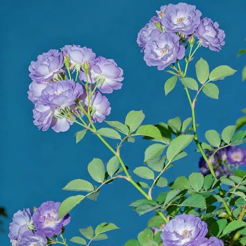 kletterrosen kaufen gartenpflanzen lianen dekoration dschungel rosensamen hängepflanzen zaun deko vines kletterpflanzen steingartenpflanzen bio balkon blumendeko zierblumen für sonnige 400samen