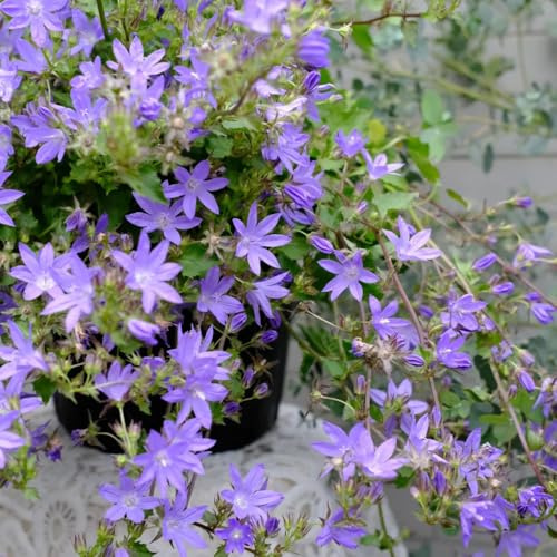 GlockenblumeSamen - garten Campanula medium - winterharte für balkon glockenblume für sonnige plätze 300pcs