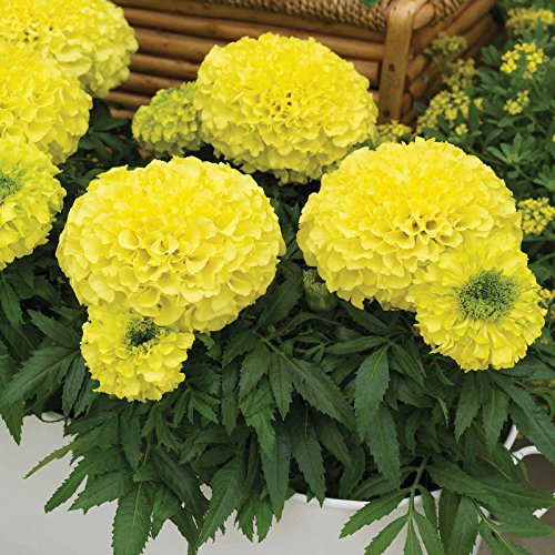 African Marigold Flower Garden Seeds - Antigua Series F1 - Primrose - 100 Seeds - Annual Flower Gardening Seed - Tagetes erecta