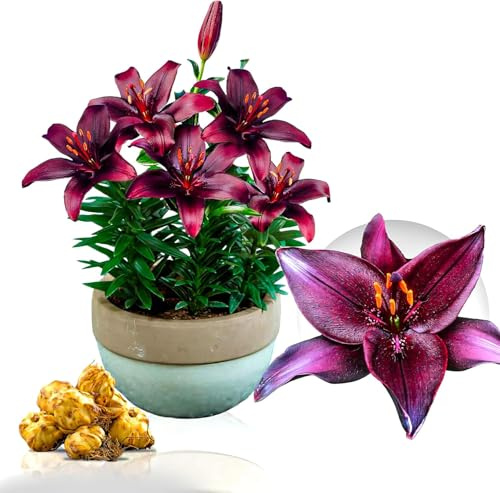 Lilien Zwiebeln Winterhart Mehrjährig - Dark Secret Asiatische Lilien - 5 Zwiebeln - Exklusive, Mehrjährig und Winterhart Blumenzwiebeln aus Holland (große Knollen, kein Samen, nicht künstlich)