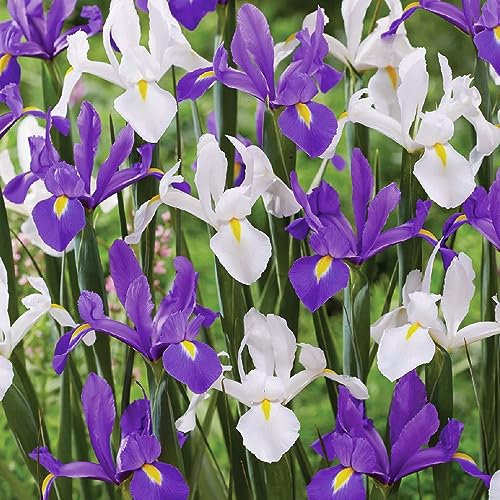 10 x Iris Blue Blend – Blooms in Blue & White Hues – Showy Cut Flowers – Spring Flowering Bulbs – Perennial – for Your Beautiful Garden