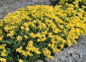 200 Semi di Sedum IP252 (Sedum Acre)
