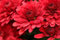 100 semillas de flores de crisantemo gigantes nuevas rojas
