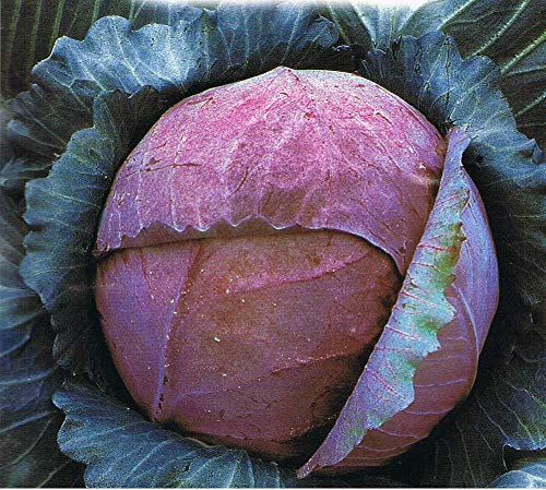 CAVOLO CAPPUCCIO ROSSO NR.300 SEMI