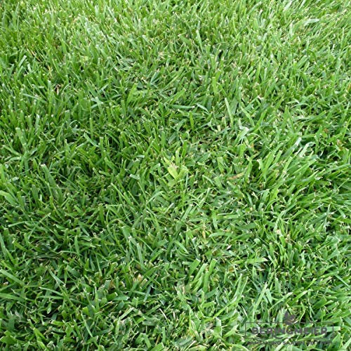 Grassamen Rasensamen Super-Strap-Rasen robust (5 kg)