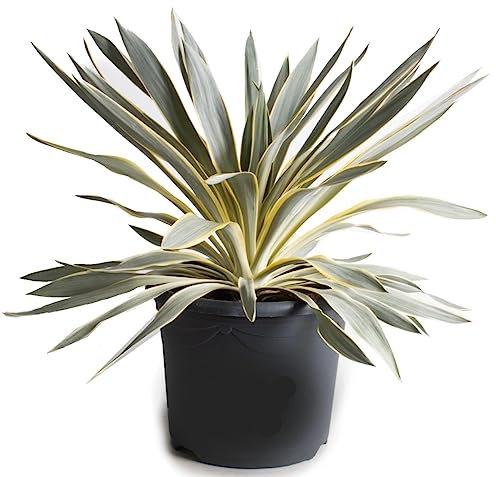 POWERS TO FLOWERS - YUCCA GLORIOSA CITRUS, VASO 20CM DIAMETRO, pianta vera