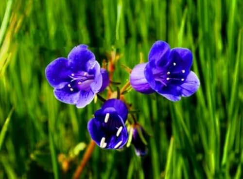 Buy4seeds California Bluebell 600 Seeds - Phacelia Campanularia - Bee Butterfly