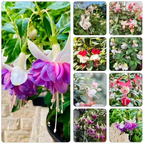Fuchsiensamen wildblumen balkonblumen balkon beet dekopflanzen büropflanzen bonsai topf blumensamen kaufen sommerblumen dachbegrünung blumenwiesensaat schmetterlingsflieder Fuchsien 85samen