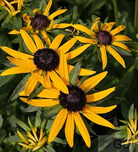 Sonnenhut Rudbeckia fulgida Little Goldstar Topf winterhart Staude