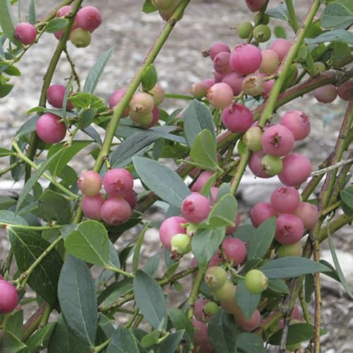YouGarden Pink Blueberry 'Pink Lemonade' - 1.5 Litre Pot, Sweet Berries, Great for Pots, Ready to Plant