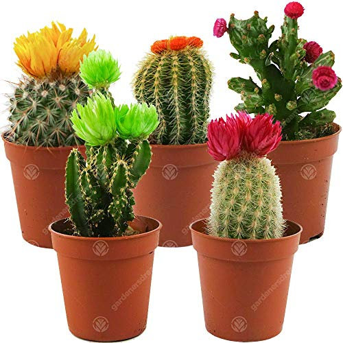 Assortiment Mini Cactus Disco Plante d'intérieur en pot 5,5 cm petit cadeau pour maison/bureau (Lot de 5)