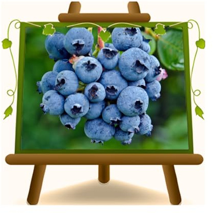 EURO PLANTS VIVAI Mirtillo Nero Gigante Americano Chandler Pianta da Frutto | Resistente alla siccità - Vaso 20 cm Altezza 50-100 cm