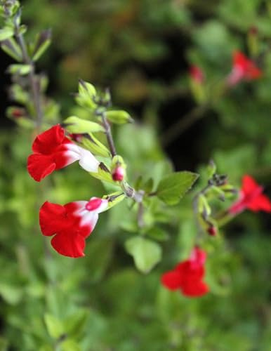 Pfirsich - Salbei Stauden 'Salvia Greggii Hot - Lips' winterhart Freilandaufzucht