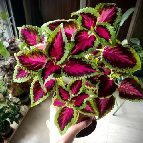 semi di coleus, coleus, copertura del terreno, perenne di coleus di perenni resistenti Balcone, resistenti, 100pcs