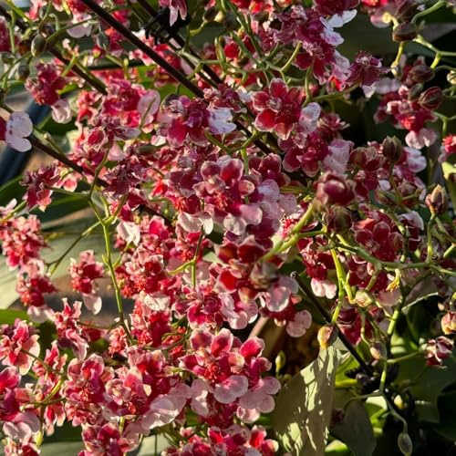 Semi di orchidea Oncidium, decorazione del soggiorno Oncidium hybridum, serre da balcone semi di da ufficio semi esotici rare 150pcs