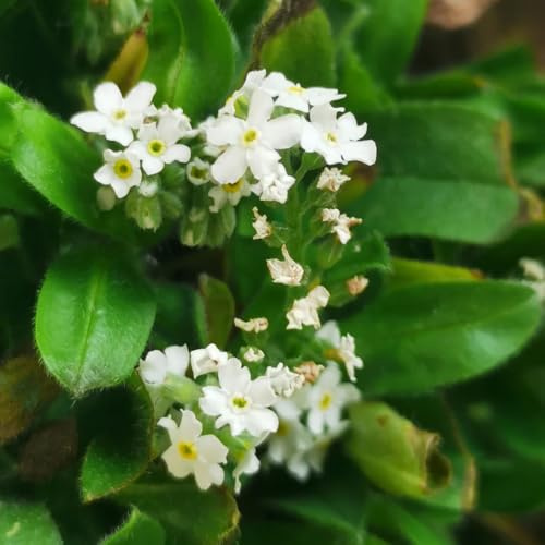 vergissmeinnicht - wildblumensamen hochbeet vergissmeinnichtsamen für sonnige plätze, herbst deko seltene, wohnzimmer deko bodendecker winterhart 750samen