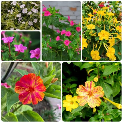 wunderblumesamen winterhart zimmerbonsai herbstpflanzen frühlingsblume winterharte kübelpflanzen kletterpflanzen steingartenpflanzen gartenblumen balkonpflanzen deko blumenwiese 500samen