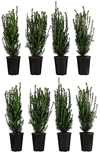 Dehner Becher-Eibe Hillii, für 2 Meter Hecke, ca. 60-70 cm, 8 x 4 l Topf | Taxus media, immergrüne Heckenpflanze, schnittverträglich, für sonnige bis schattige Standorte