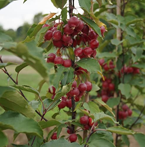 Zierapfel `Red Obelisk´, Säulenform, rosa Blüte, 100-120cm im Topf