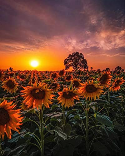 Zdklfm69 Malen nach Zahlen Ölgemälde nach Zahlen Landschaft Erwachsene Sonnenblume Sonnenuntergang auf Leinwand Ölbild Zeichnung Malen nach Zahlen Dekoration Geschenk 40x50cm