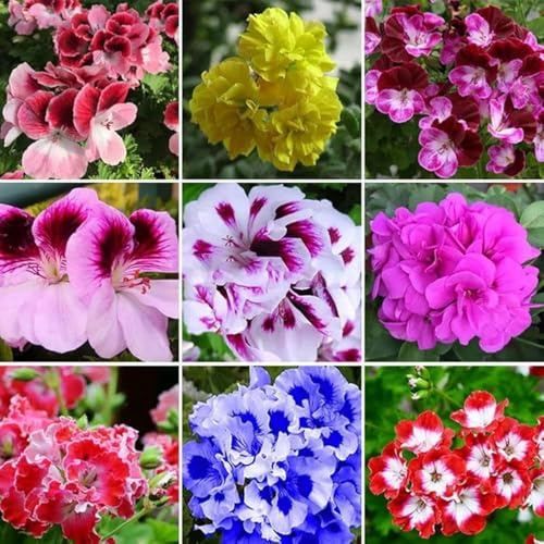 25+ Mix Color Geranium Seeds Perennial Bloom Flower Geranium Flower Seeds Heirloom Non-GMO Outdoor Indoor Garden Home Attract Butterflies and Bees