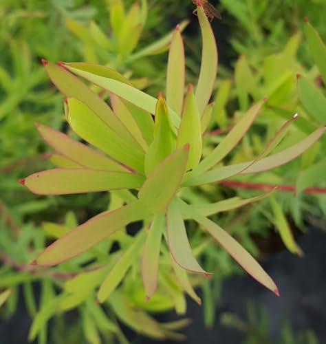 Leucadendron salignum ‘Cream Delight‘ / Leucadendron/Conteneur de 2 à 2.9 litres/Arbuste