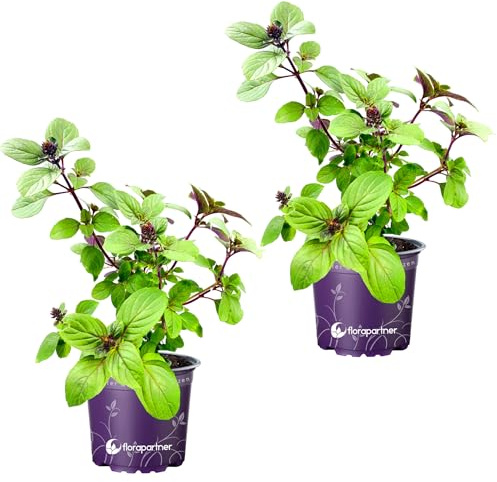 Kräuterpflanze FLORAPARTNER Strauchbasilikum African Blue Ocimum kiliman.x basilicum 2er Set